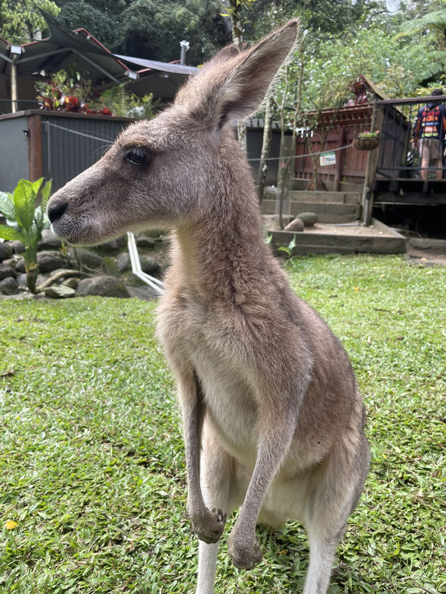 【オーストラリア】コアラ抱っこやカンガルーに餌やりも⁈ キュランダコアラ庭園