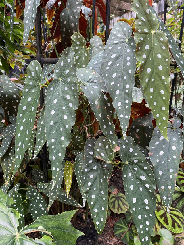 深圳仙湖植物園陰生園有藝術品？！但陰生園在那兒？