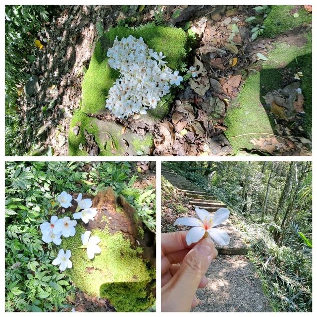 造訪土城的桐花公園