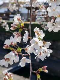 #古都的樱花之韵 #日本京都
