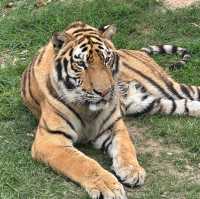 值得一去🇨🇳深圳野生動物園