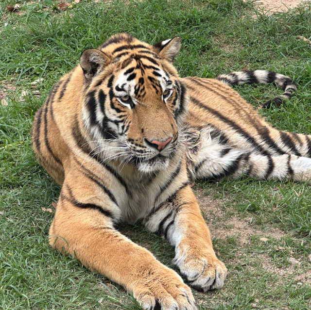 值得一去🇨🇳深圳野生動物園