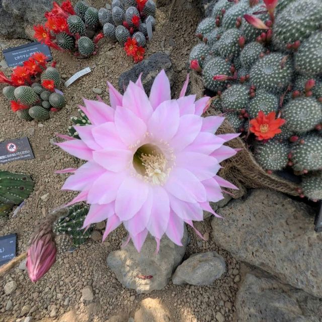 咲くやこの花館（さくやこのはなかん）