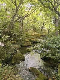 🌺 Yuushien Garden, Daikon Island — Japan’s #1 Peony Haven