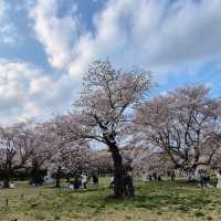 Chidorigafuchi Park: Tokyo’s Cherry Blossom Paradise