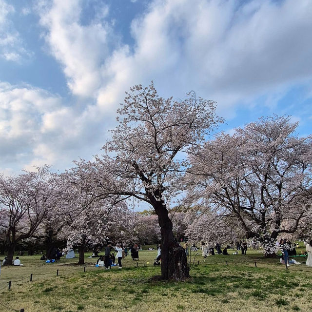 Chidorigafuchi Park: Tokyo’s Cherry Blossom Paradise