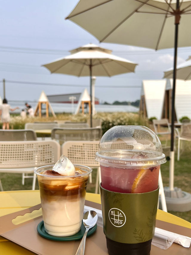 청주 샤스타데이지 나들이 🌼