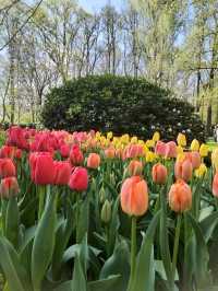 A Blooming Wonderland at Keukenhof Gardens 🌷