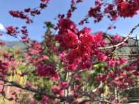 Jiufen in Spring — A Real-Life Spirited Away Experience