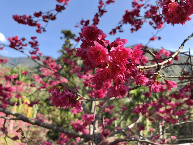 Jiufen in Spring — A Real-Life Spirited Away Experience