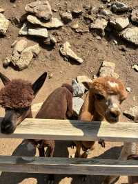 アルパカワールド！動物と触れ合える！