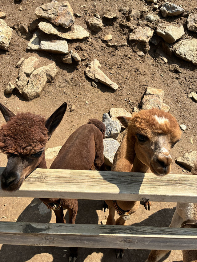 アルパカワールド！動物と触れ合える！