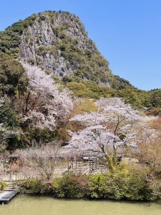 Dreaming in Pink: A Spring Spell at Mifuneyama Rakuen