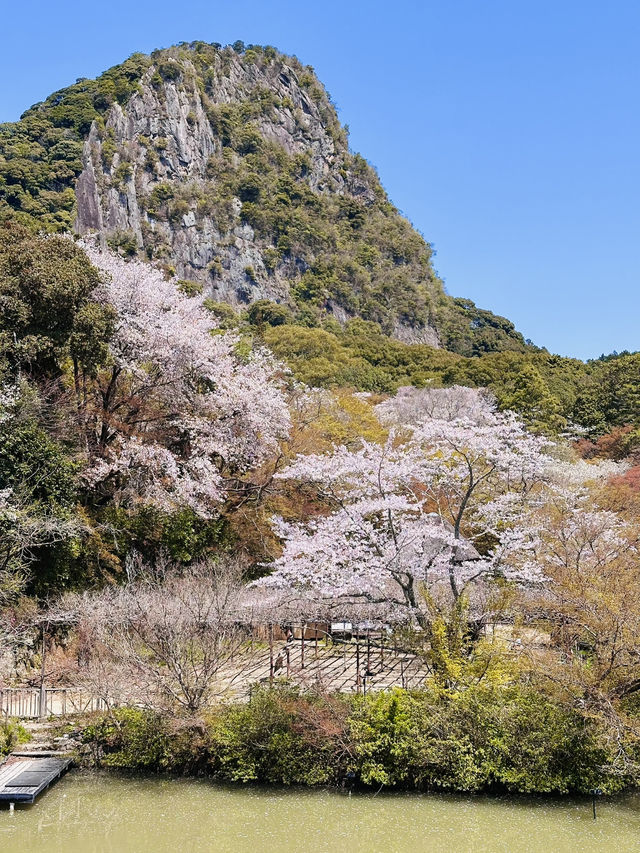 Dreaming in Pink: A Spring Spell at Mifuneyama Rakuen