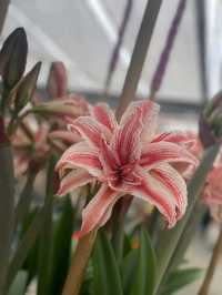 Keukenhof Gardens: A Living Rainbow in the Heart of the Netherlands