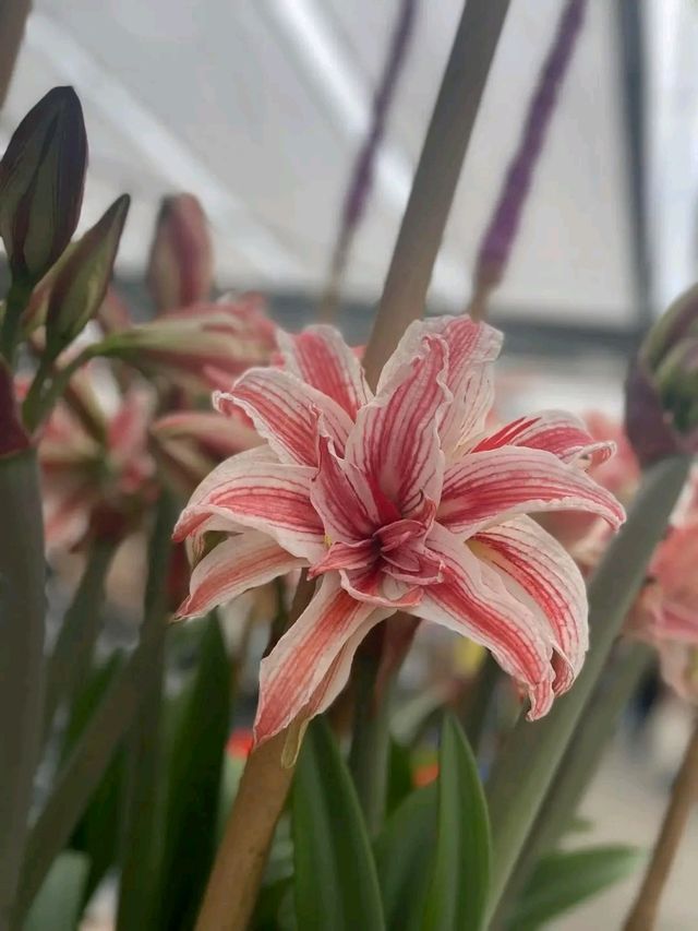 Keukenhof Gardens: A Living Rainbow in the Heart of the Netherlands