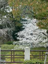 Matsuyama – Timeless Traditions in the Heart of Ehime
