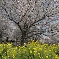桜の時期は特に圧巻！