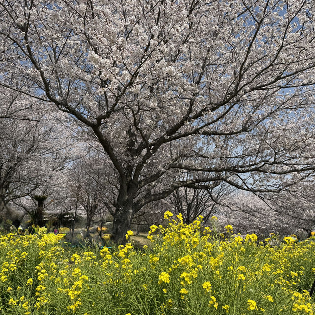 桜の時期は特に圧巻！