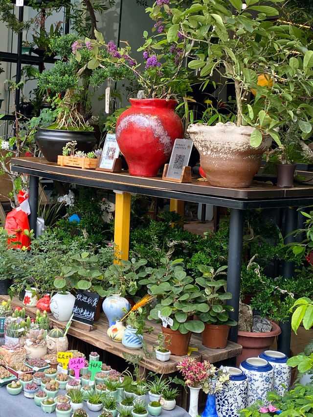 深圳｜荷蘭花卉小鎮🌸💐🌼