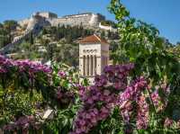 The Lavender Fields of Hvar, Croatia