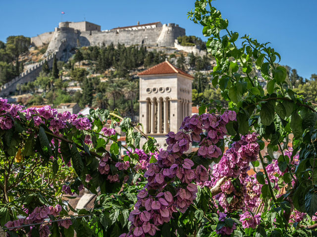 The Lavender Fields of Hvar, Croatia