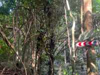 Tioman Island’s Legendary 300-Year-Old Banyan Tree — The Mother Willow Tree 🌳✨