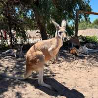 Wildlife Wonders at Caversham