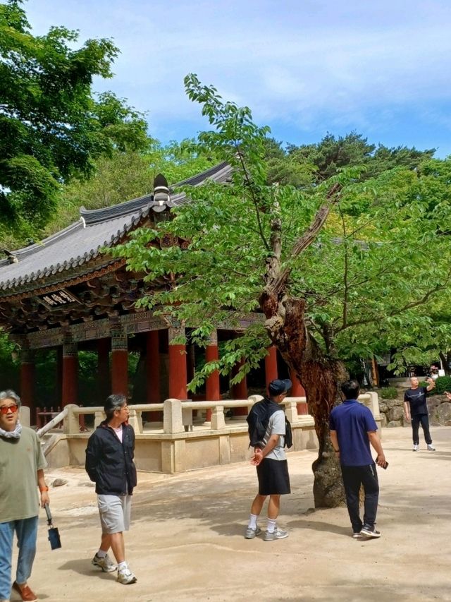 봄날 벚꽃이 내려앉은 고찰의 정원