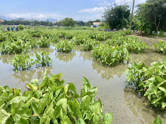 端午節好去處🌟🪻鳳眼藍池塘✨隱世賞花美景