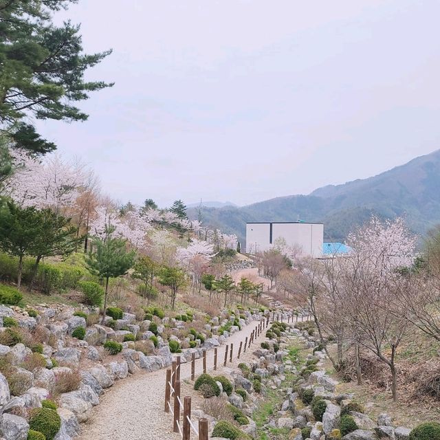 태백봄🩷 황부자며느리공원산책