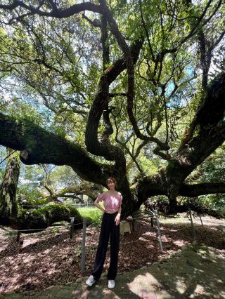 台中石岡「五樹共生奇景超壯觀」