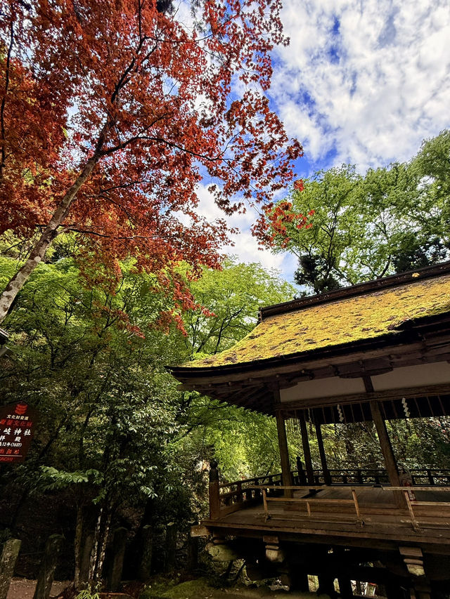 京都｜800年歷史53公尺高大杉木 由岐神社的鎮邪傳說