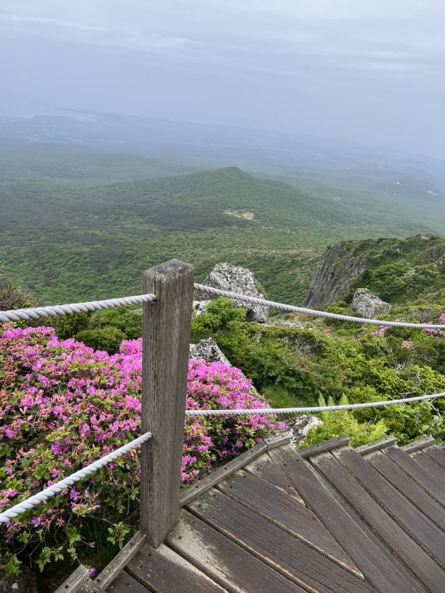 한라산의 초여름