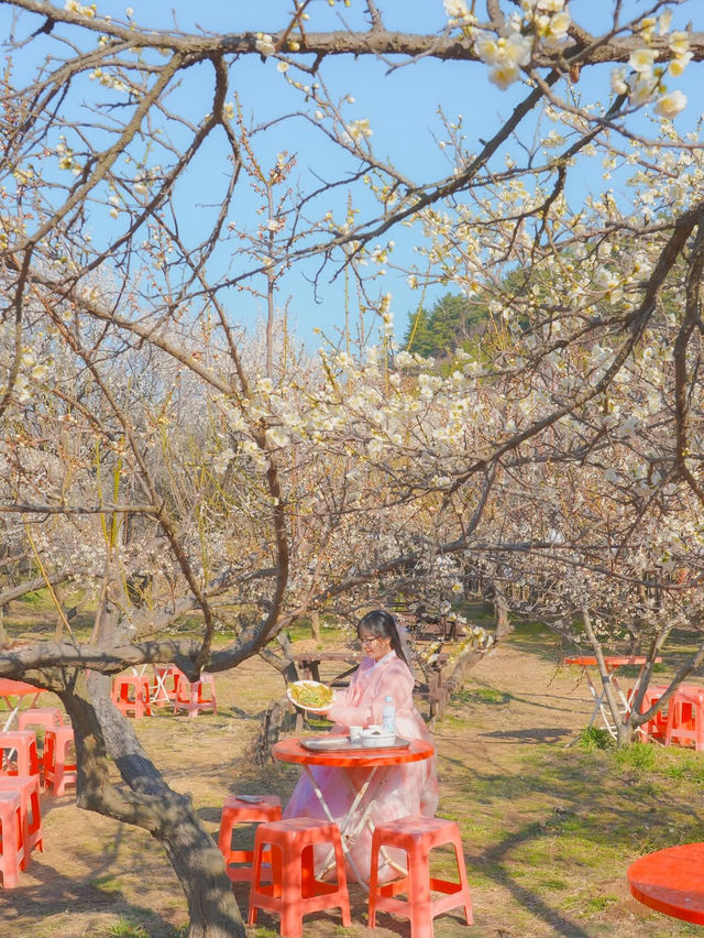 이번주는 매화 밑에서 파전에 막걸리 어때요?🌸🍶