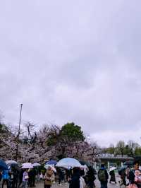 ชมซากุระบานที่ Ueno Park