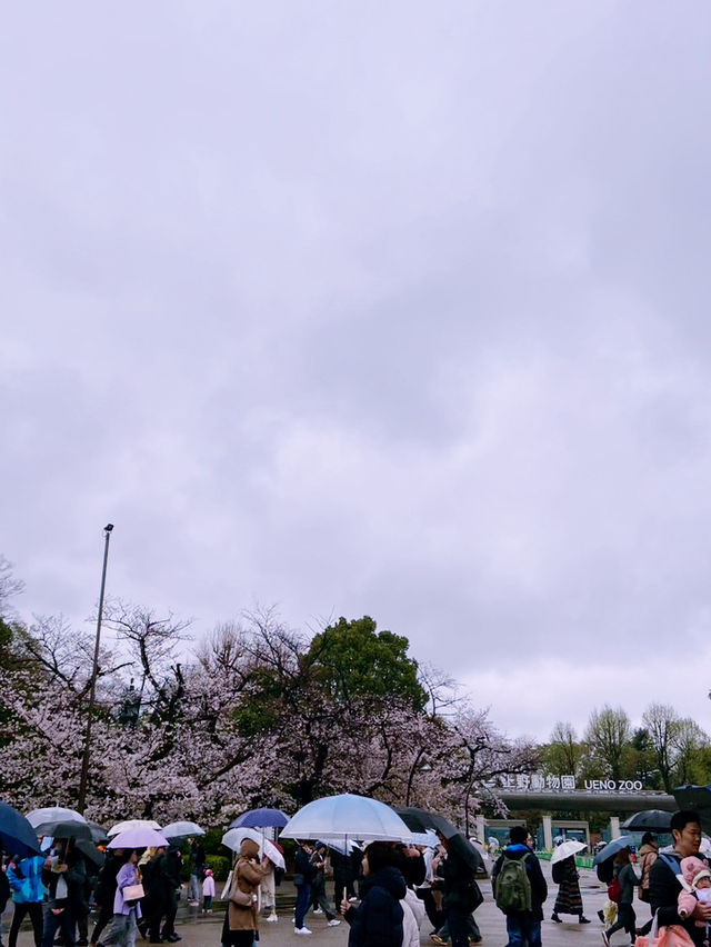 ชมซากุระบานที่ Ueno Park