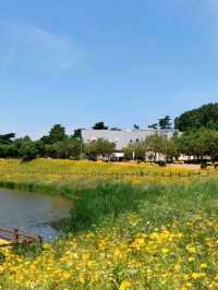 노란 물결 속 봄맞이 꽃놀이, 악양생태공원 🌼