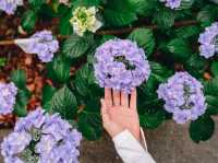 ไฮเดรนเยียบานแล้ว…ใจกลางเมืองฟุกุโอกะ🌿🌸