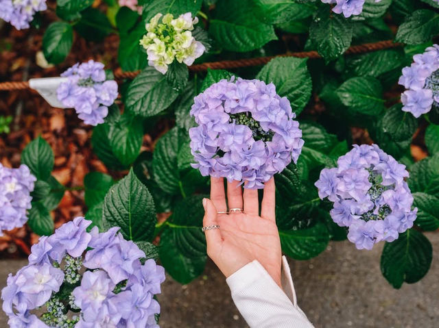 ไฮเดรนเยียบานแล้ว…ใจกลางเมืองฟุกุโอกะ🌿🌸