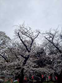 เดินเล่นในสวนอุเอโนะ