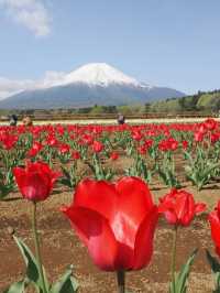【山中湖 花の都公園で花と富士山に包まれる絶景旅🌸🗻】四季の彩りと癒しの時間を満喫✨