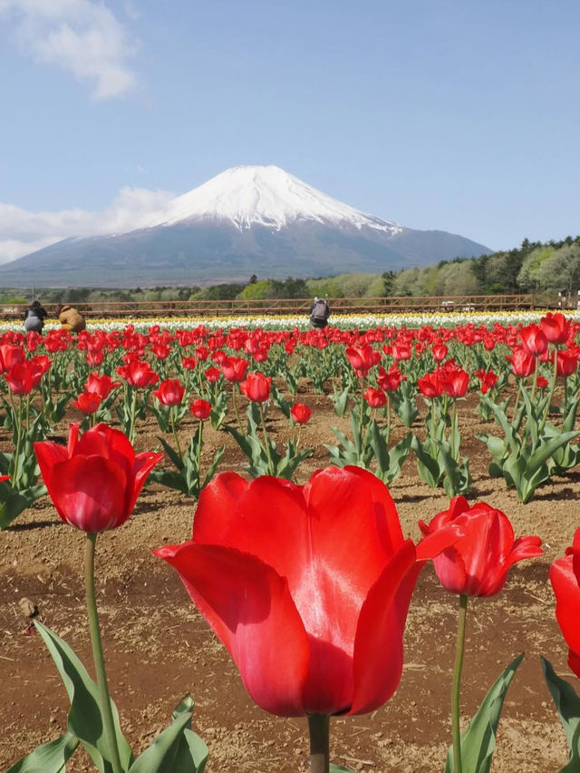 【山中湖 花の都公園で花と富士山に包まれる絶景旅🌸🗻】四季の彩りと癒しの時間を満喫✨