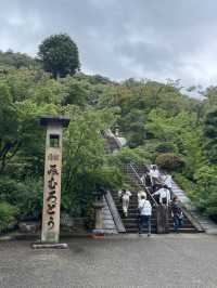 宇治人氣 過萬棵紫陽花 神社