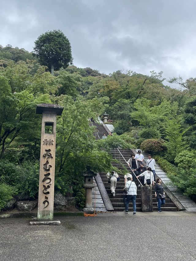 宇治人氣 過萬棵紫陽花 神社