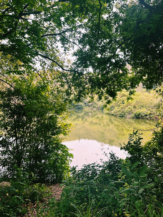 上水古洞水塘 - 隱世打卡心形湖🩵