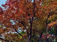 圓山公園登頂