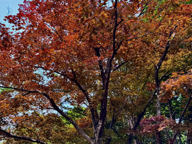 圓山公園登頂