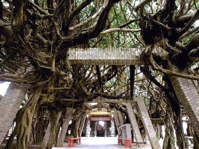 通樑古榕：澎湖最溫柔的信仰風景