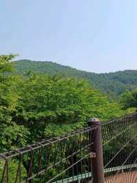 숲길 사이 공룡이 살아 숨 쉬는 듯! 실물 크기 공룡 조형물 🌳🦖